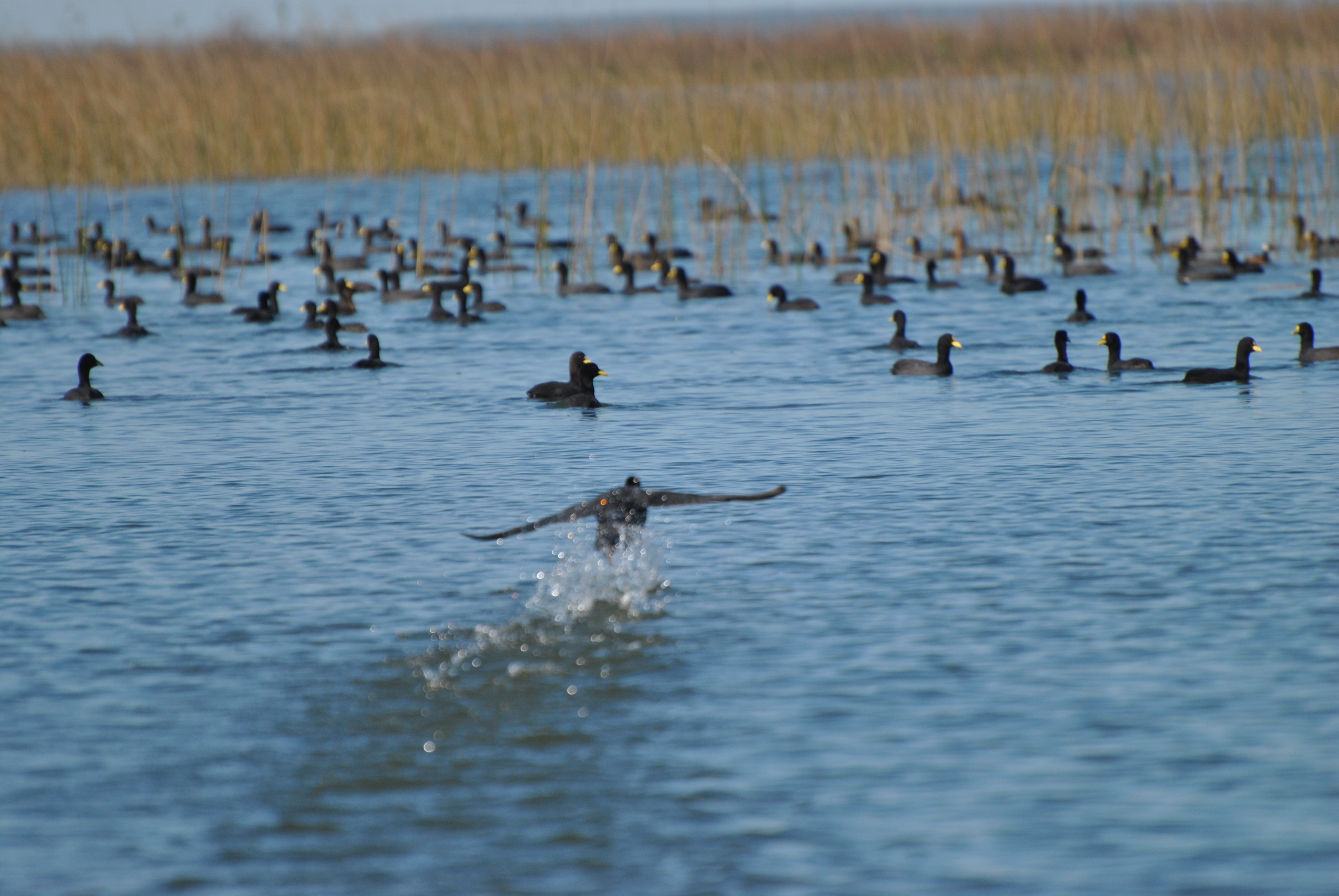 American coot 